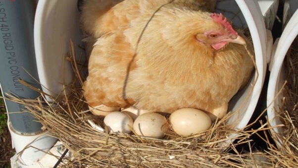 Nằm ngủ mơ thấy gà đẻ trứng cũng là một giấc mơ rất độc đáo