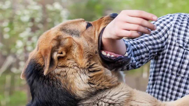 Chiêm bao thấy chó cắn là hung hay cát? Những số tài lộc nào đứng phía sau