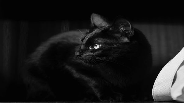 Giấc mơ thấy mình nuôi con mèo đen liệu có mang đến tiền tài cho bạn?