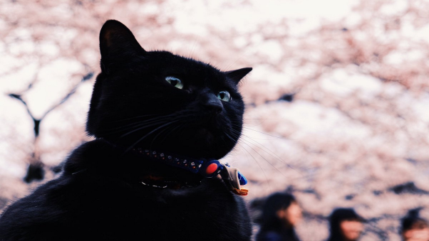 Thông điệp của giấc mơ mèo đen cắn chân là hung hay cát cho chủ nhân?