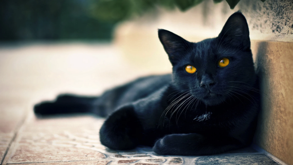 Giấc mơ thấy con mèo đen mang đến điềm hung hay cát?