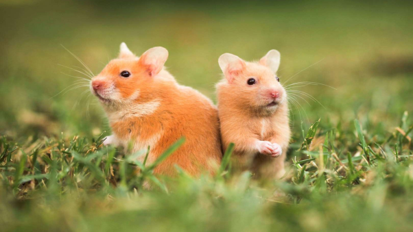 Những cặp số đại phát khác từ giấc mơ thấy chuột bạn có thể tham khảo: