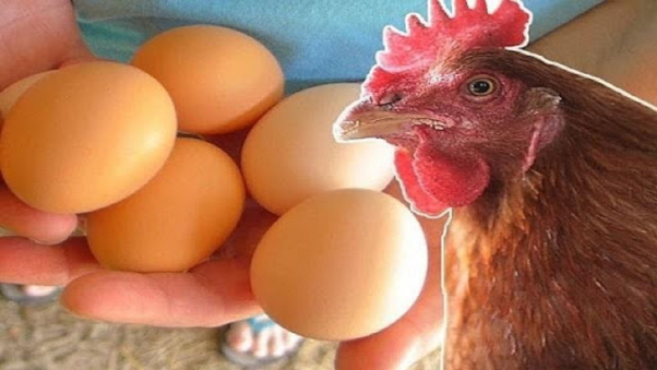 Giấc mơ thấy gà đẻ trứng trong nhà có con số may mắn nào