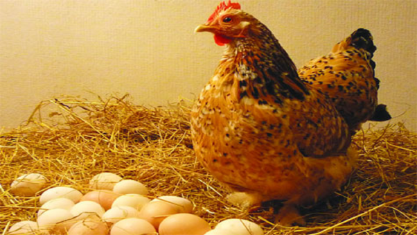 Giấc mơ thấy gà đẻ trứng mang ý nghĩa tốt hay xấu với bạn